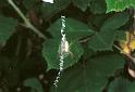 Argiope_bruennichi_F2138_Z_85_Les Gris_Frankrijk